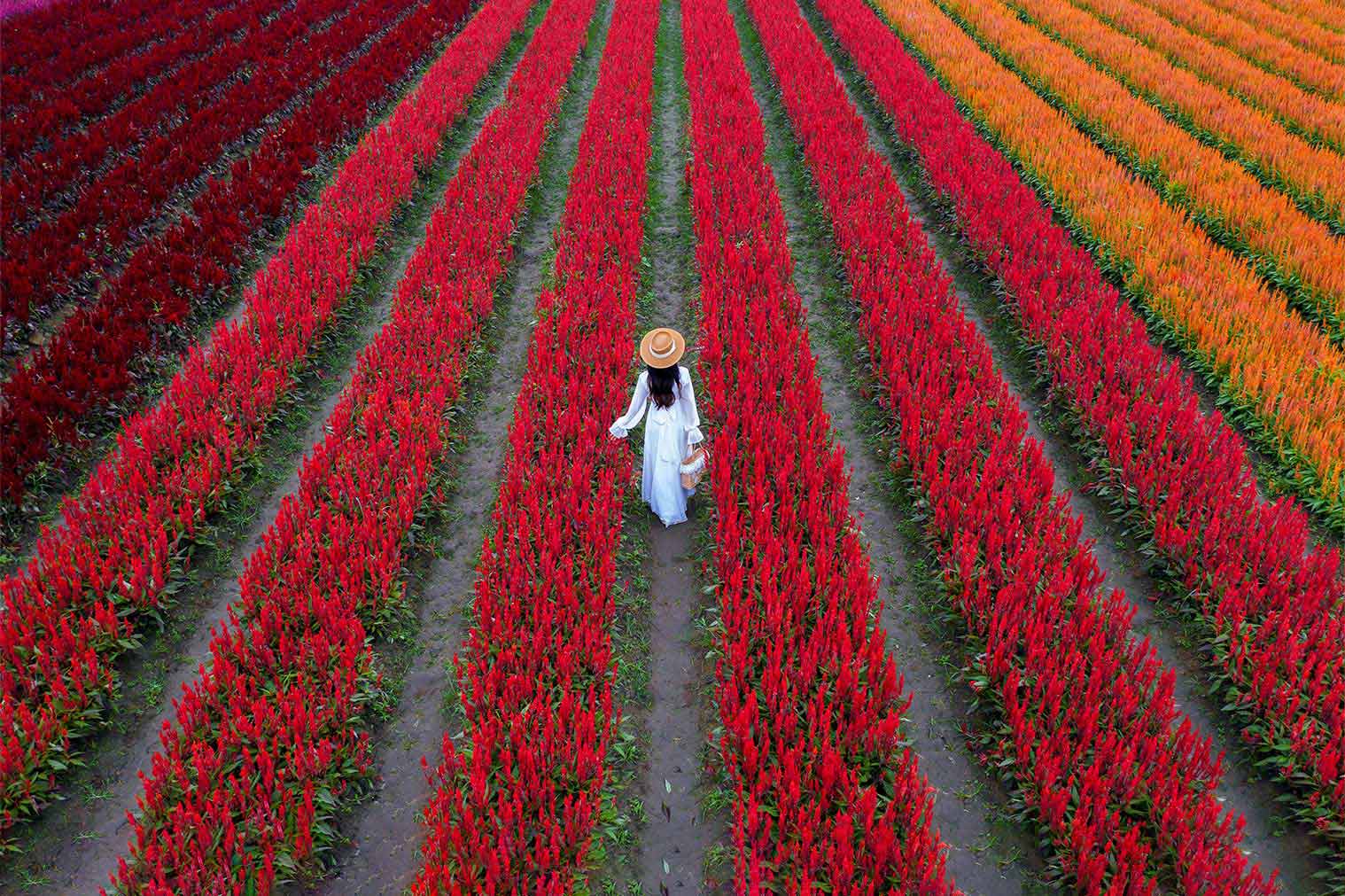 Flower fields in Ecuador with woman walking through red and orange flowers — Floreco catalogues